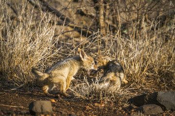 Black-backed jackal in Kruger National park, South Africa