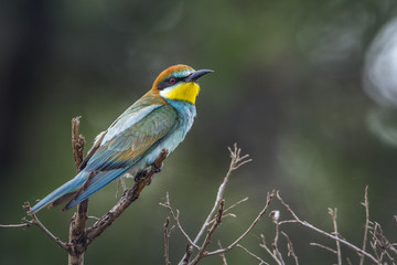 European Bee-eater in Kruger National park, South Africa