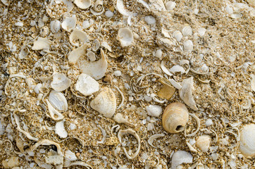 abstract background of ancient remains of shells of bivalves in the sand