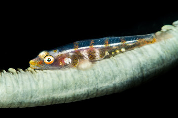 Wire coral goby on a black background