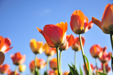 orange tulips against a blue sky