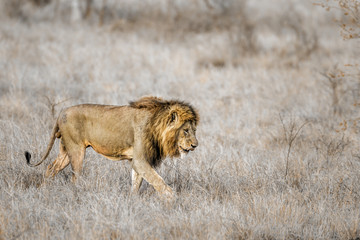 African lion in Kruger National park, South Africa