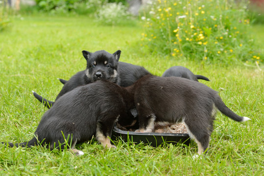 Lapland Reindeer dog. Puppies eat porridge