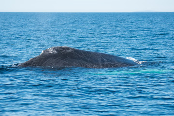 Whales Swimming