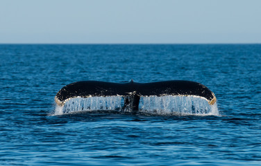 Fototapeta premium Whales Swimming