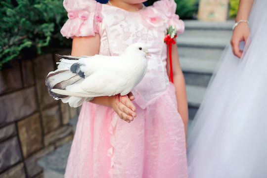 little girl in beautiful pink dress holding a large white dove