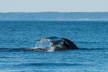 Obraz premium Whales Swimming