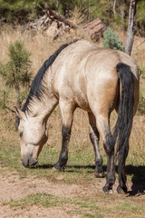 Naklejka na ściany i meble Wild Horse (mustang) Stallion in Arizona