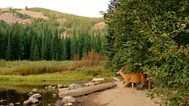 Wild black tail deer doe walks up to camera Mirror Lake Mt. Hood Oregon Cascades 14