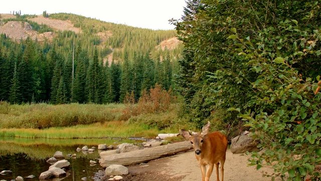 Wild black tail deer doe close up portrait Mirror Lake Mt. Hood Oregon Cascades 8