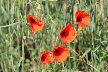 coquelicot