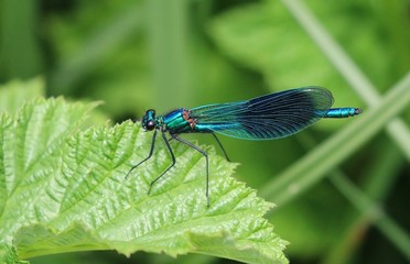 Damselfly