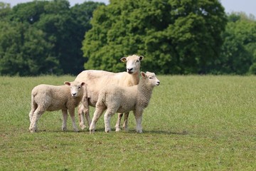Fototapeta premium Sheep and Lambs