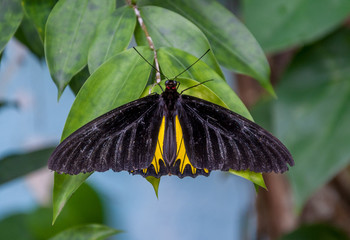 Papillon de Malaisie