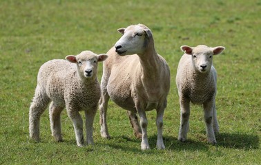 Sheep and Lambs - 179328978