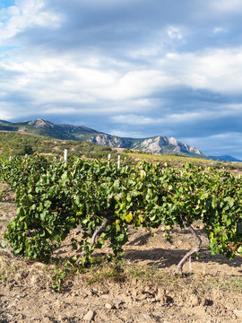 view of vineyard of winery farm Alushta in Crimea