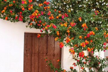 Colorful flowers at the door