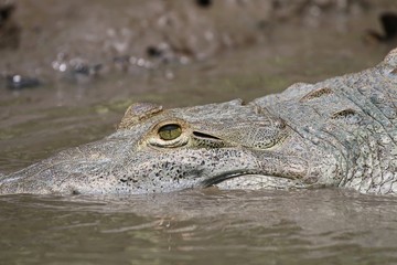 Crocodile