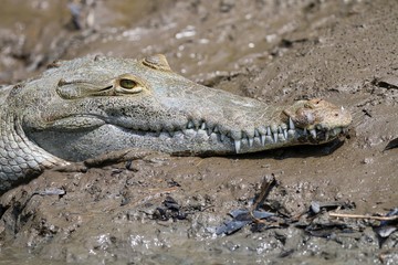 Crocodile