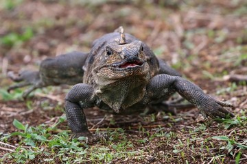 Iguana