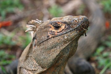 Iguana