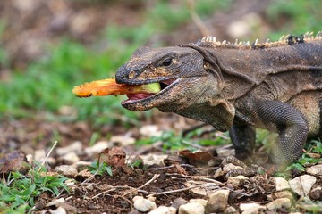 Iguana