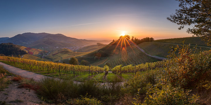 Sonnenuntergang in den Weinreben, Schloss Staufenberg in Durbach