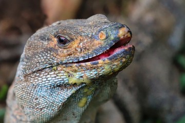 Iguana