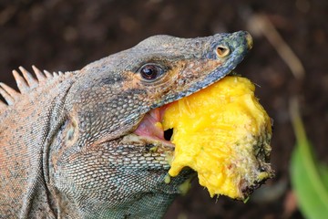Iguana
