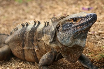 Iguana