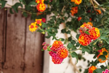Colorful flowers at the door