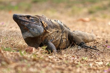 Iguana
