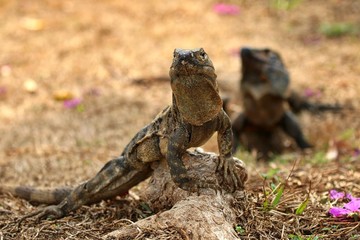 Iguana
