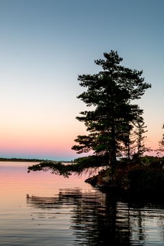 Norther Pine at sunset