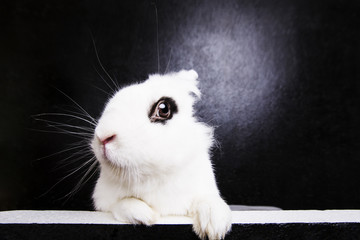 White rabbit on the black background