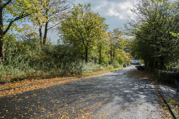 Autumn season, street with golden leaves