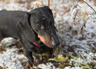 Black and tan dachshund in field with first snow in late autumn