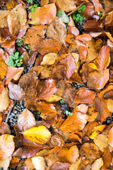 Golden autumnally leaves laying on ground