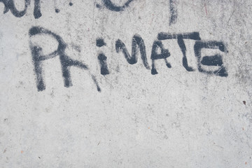 tag grafitti primate béton mur primaire singe homme comportement