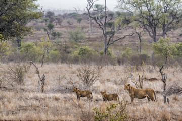 African lion in Kruger National park, South Africa