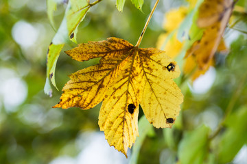 Golden autumn leaf hanging down