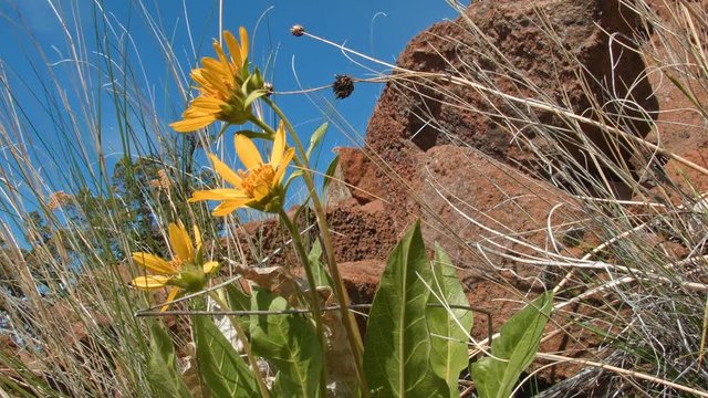 Yellow arrowleaf balsamroot wildflower desert spring 3 Painted Hills Oregon 5