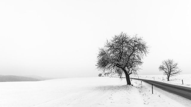 Artistic minimalist winter scene in black and white. Solitary tree in snowy countryside with field and road. HD ratio 16x9.