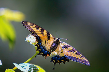 Eastern Tiger Swallowtail Butterfly