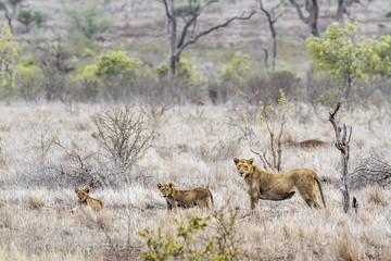 African lion in Kruger National park, South Africa