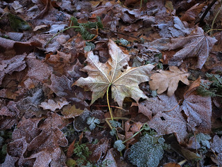 frozen leaves in hoar