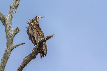 White headed Vulture in Kruger National park, South Africa