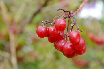 viburnum