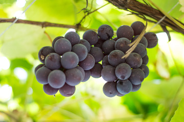 Blue grapes