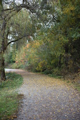 Fototapeta premium autumn